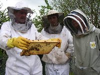 Ron inspecting a frame of bees